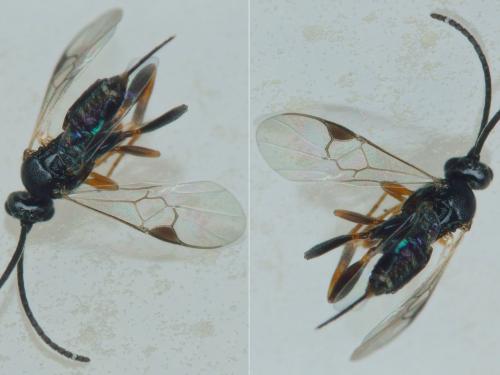Réf. 241 867 : Microgastrinae inconnu